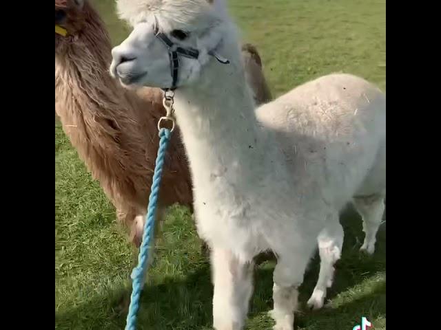 Alpaca and llama walking