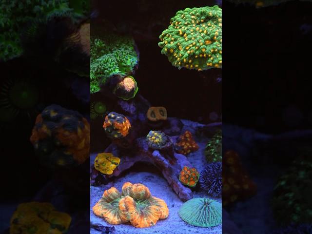 Aquarium Reef Tank Corals #aquarium #reef #fish #reeftank #youtubeshorts #fyp #youtube #shortvideo