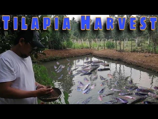 Tilapia Harvest From Small Fishpond | Buhay Probinsya Episode-3