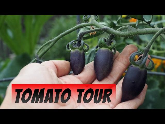 August Tomato Tour