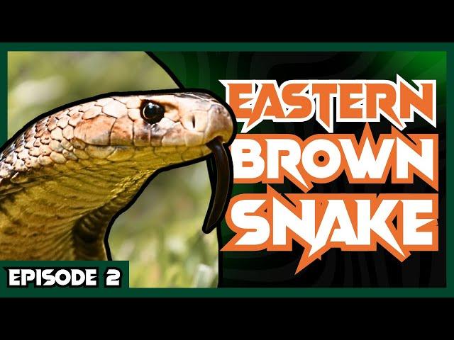 Milking Australia's DEADLIEST Snake | Venom Diaries