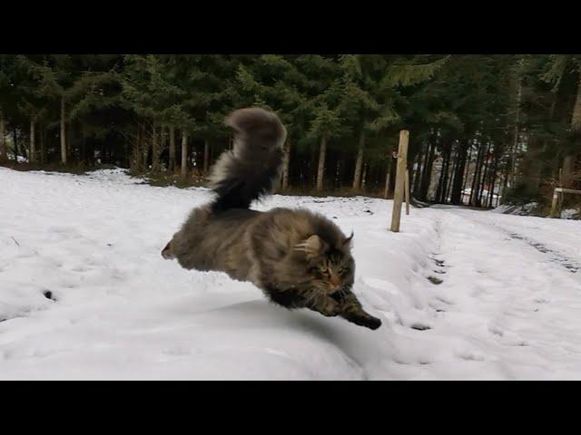 Norwegian Forest Cat: The Grand Tour with Finn