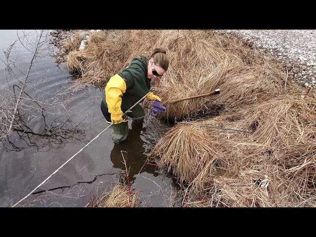 how to set for beaver on a crossover -DUNLAP LURES  SHE TRAPS