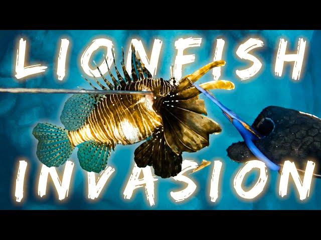 VENOMOUS & INVASIVE LIONFISH Catch & Cook | Spearfishing Greece Pt.3