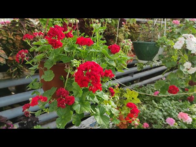 PAC Red Sybil