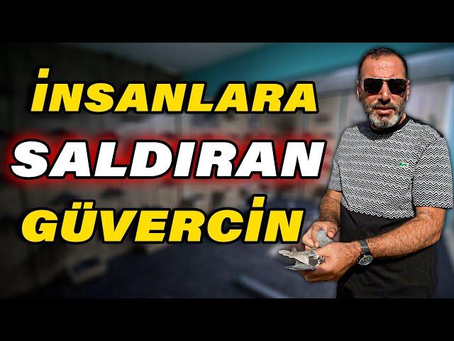 Parmak İziyle Girilen 500.000 TL'lik Güvercin Oteli! - Mehmet Olcar Güvercin Kümesi ve Kuş Uçumu