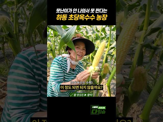 못난이 없는 옥수수 농장 #shorts