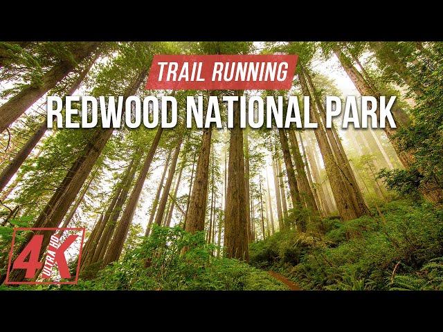 Jogging through the Redwood National and State Parks - 4K Virtual Trail Running to a Fitness Music