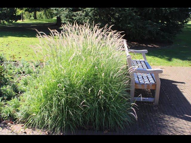 Pennisetum 'Fairy Tails'  -  Evergreen Fountain Grass