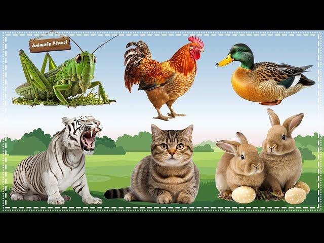 A Compilation of Amazing Animal Sounds and Videos: Grasshopper, Chicken, Duck, Tiger, Cat, Rabbit