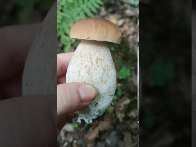 Identifying edible mushrooms - Boletus edulis (cep/porcini/penny bun)