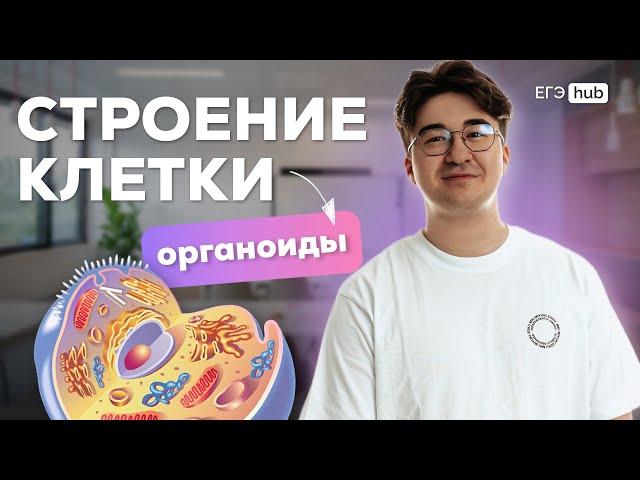 СТРОЕНИЕ КЛЕТКИ (ОРГАНОИДЫ) I ЭТА ТЕМА ТОЧНО БУДЕТ НА ЕГЭ 2025 I Артур Вайнберг