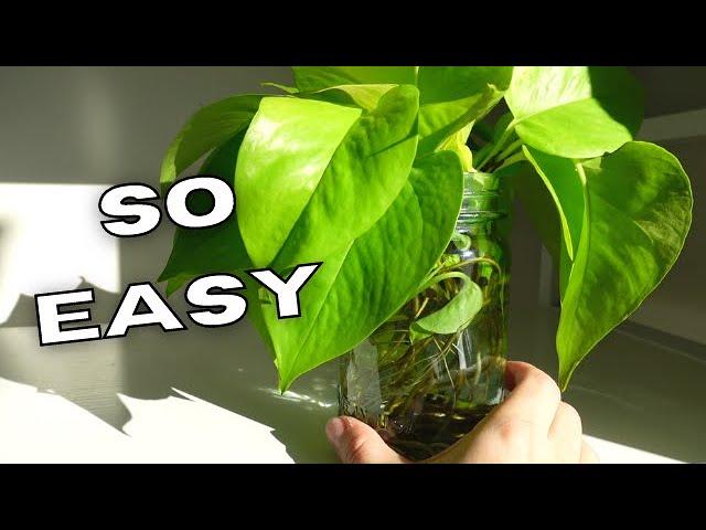 10 HOUSEPLANTS THAT ARE EASY TO GROW IN WATER! | Plants That Love To Grow In Water TIPS & TRICKS