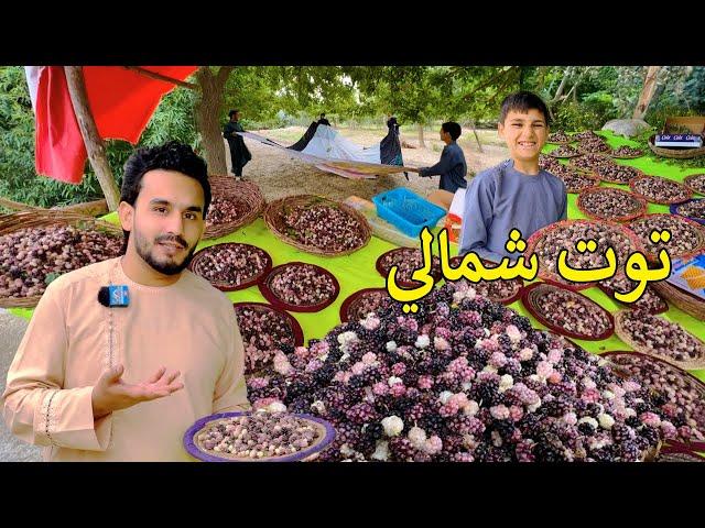 Afghan Mulberry | Parwan - Shamali 2024 | د پروان توت