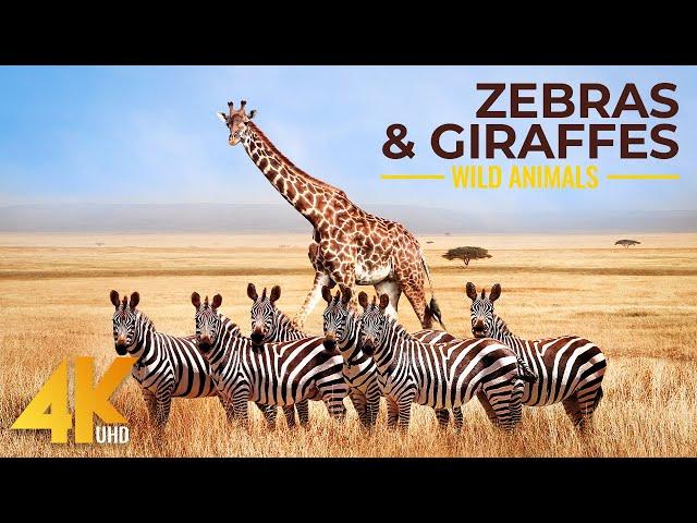 4K African Animals - Zebras and Giraffes - Amazing African Wildlife Footage - Kalahari Desert