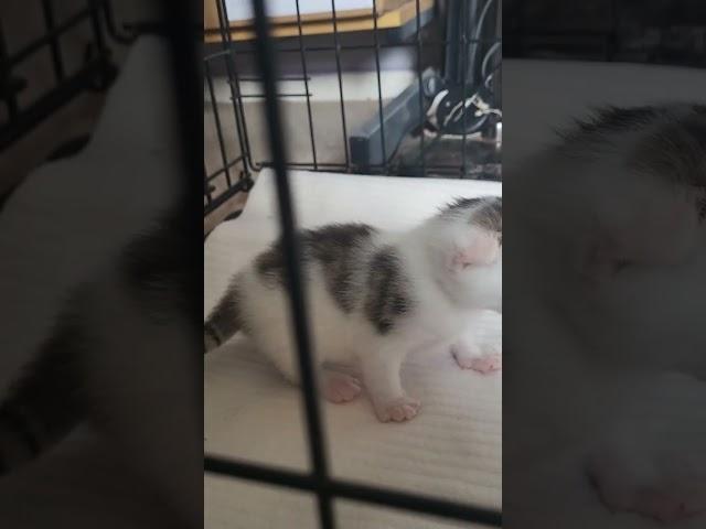 Little Kitty falls over! ️ #kitten #cat #kittens #amazing #cute #asmr