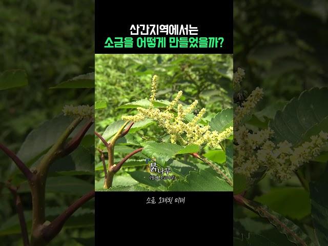 옛날에는 바닷가에서만 소금을 먹었을까?