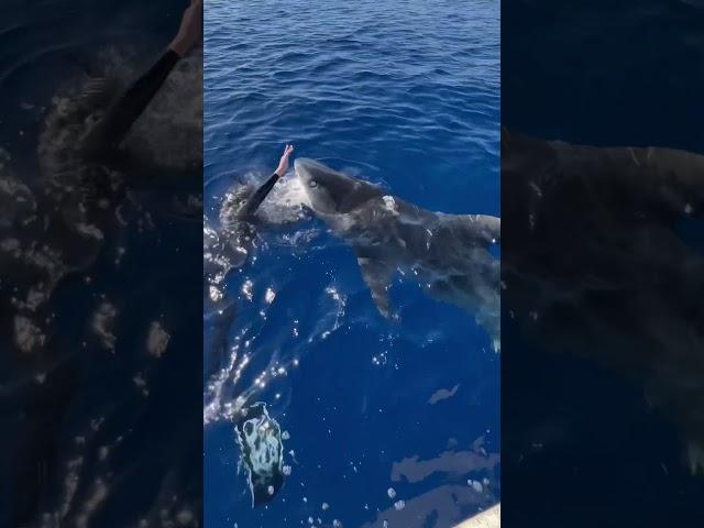 Two Tiger Sharks Charge At Me! #shark #tigershark #sharks #sharkdiving