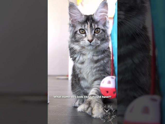 What's my name? | Cute Maine Coon Cat