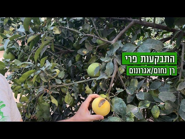 למה מתפוצץ לי הפרי ? התבקעות פרי