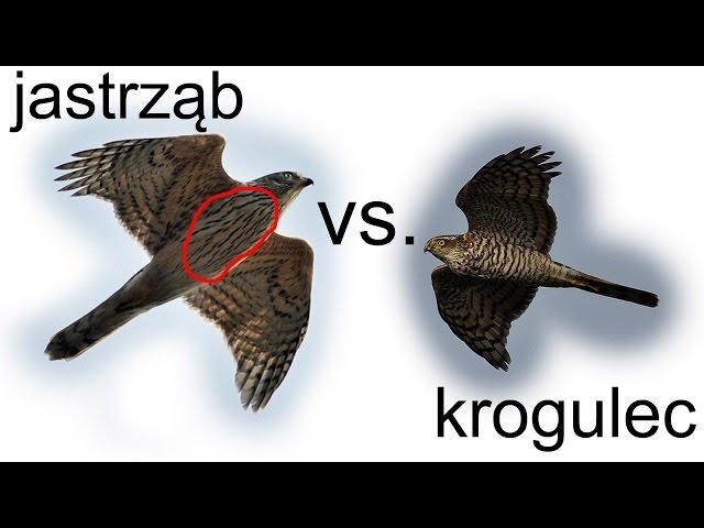 Krajowe drapole cz. 2. jastrząb vs. krogulec