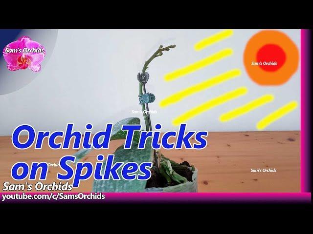 Tricks on staking an orchid spike