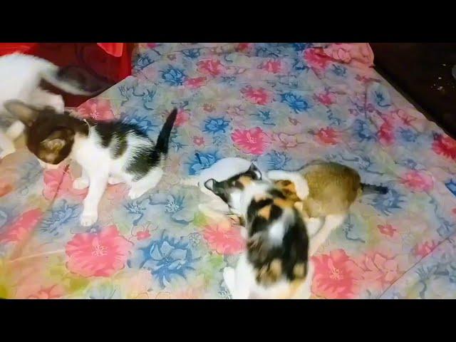 kh tv U - S- A - Happy New Year cat fighting funny video 2025 cat new fighting funny video