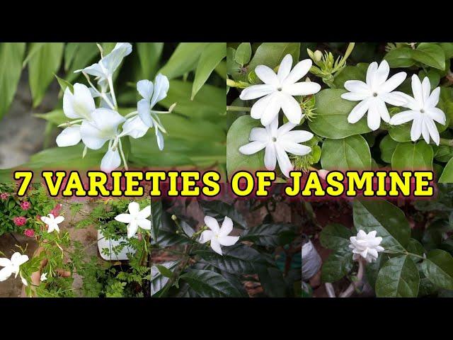 7 VARIETIES OF JASMINE