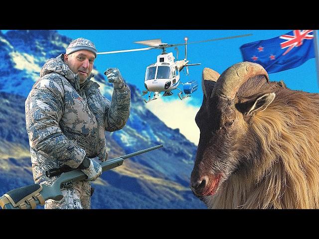 Trophy Hunting in New Zealand 2. Tahr, Chamois, Red Deer and Fallow Deer #hunting #trophyhunting