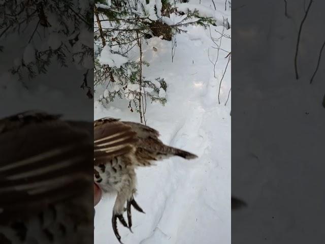 Охота на рябчика. Удачно!