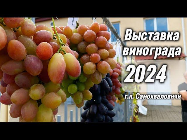 Выставка винограда в г.п. Самохваловичи 2024