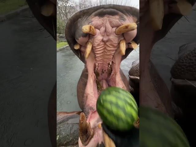 Hippo eating watermelon 