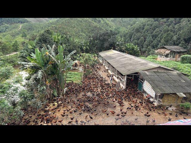 FULL VIDEO: 130 Days of raising chickens. How to care for chickens and prevent diseases Chicken Farm