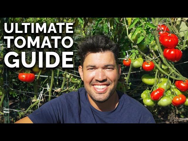 EVERYTHING I Wish I Knew When I Started Growing Tomatoes 