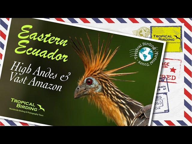 Tropical Birding Virtual Birding Tour of Eastern Ecuador, High Andes & Vast Amazon by Jose Illanes