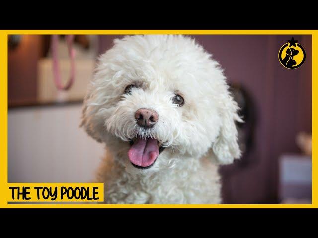 Toy Poodle Dog 101: Everything You Need to Know