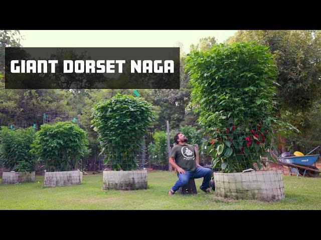 World's Biggest Dorset Naga | ChilliChump vs Pepper Geek Growdown