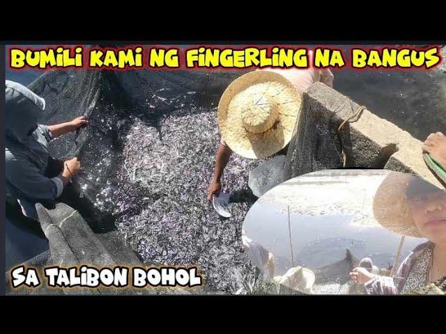 "BUMILI KAMI! NG FINGERLING NA BANGUS!'Probinsya Vlog 252 Buhay Probinsya Updates || Erlyn Go TV