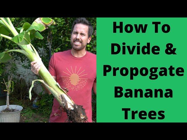 Divide & Propagate Banana Plants- Free Bananas For Life!