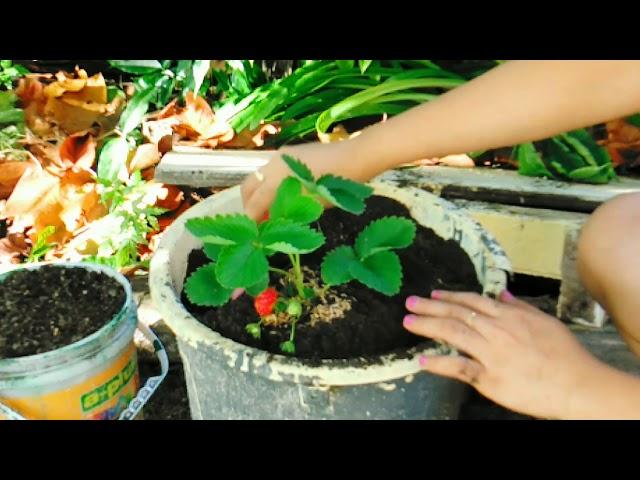 Growing Strawberry in the Province of Cebu