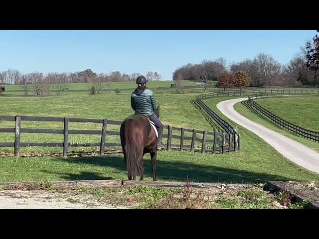 Adoptable Horses from SecondStride.org Karen's Revenge November 2024 walk only