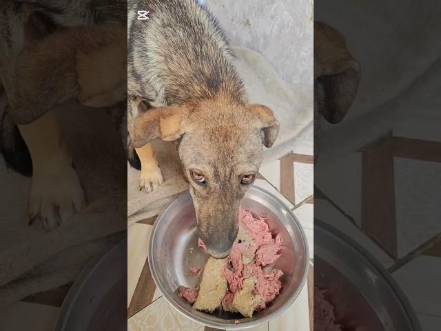 Забрала с промысла больную собаку. Буду лечить сама