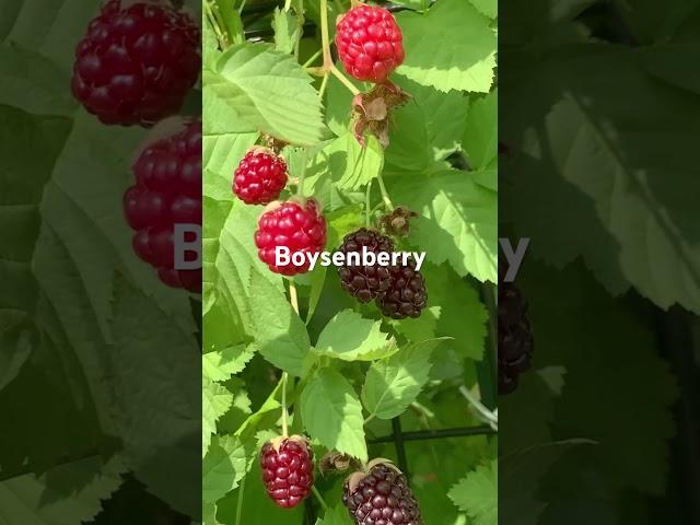 Boysenberry Ruby on the treeBerry with rich floral fragrance