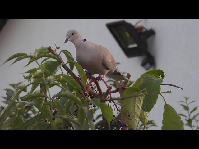 Sierpówka i owoce bzu czarnego / Eurasian collared dove and Black elderberry's berries