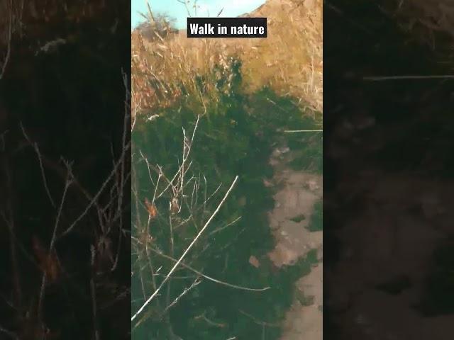 Walk in nature