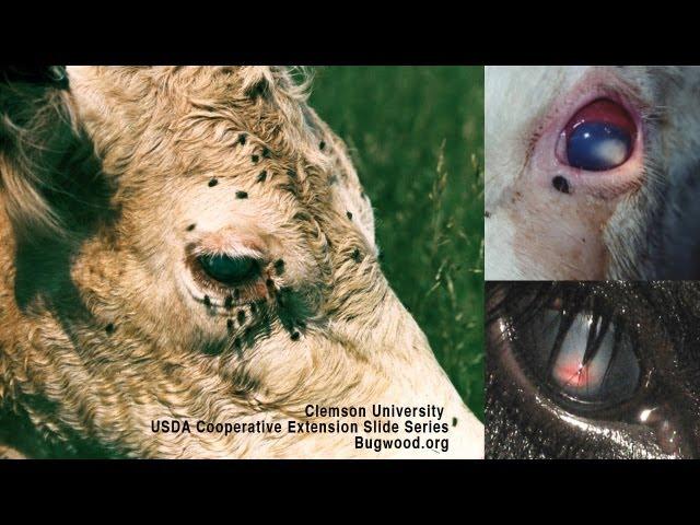 Pink Eye In Beef Cattle: Causes, Diagnosis, Treatment - D.L. Step, DVM