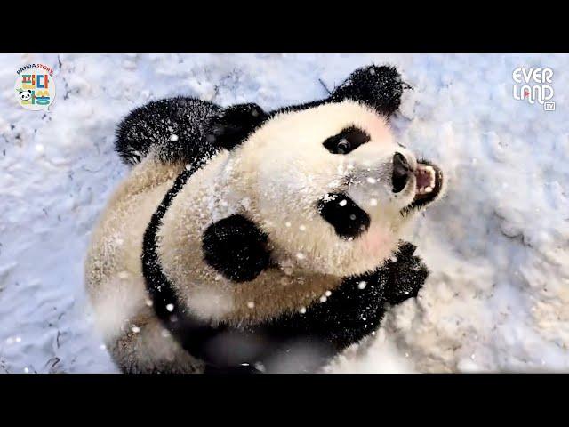 Guaranteed Healing 🩵 Chubby Girls in the Snow ft. Songbao’s Snow Panda