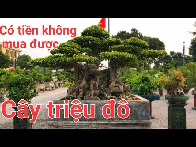 Ngai vàng đất Việt. Có tiền không mua được