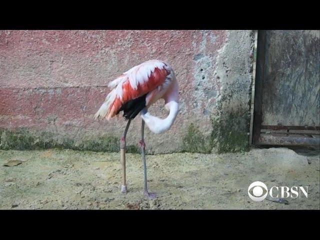 Flamingo receives prosthetic leg