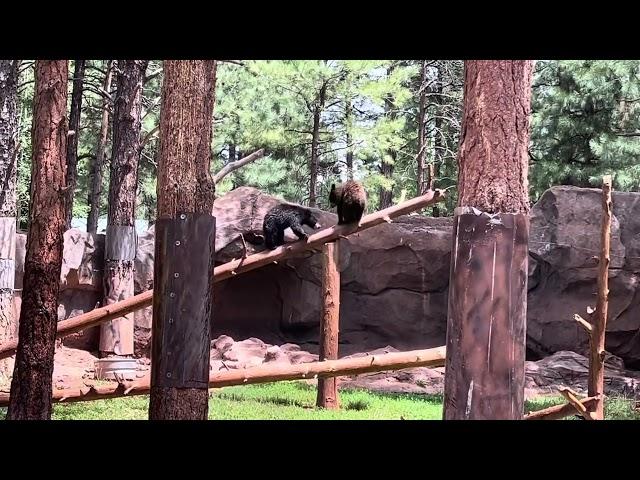 BEARIZONA part 2 #animals #trending #trending #video #park #viralvideo #bear